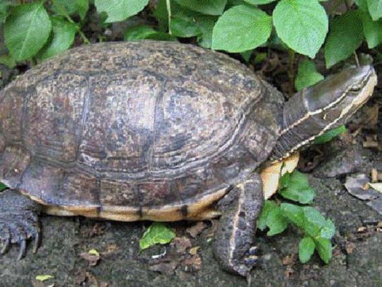 Черепахи в небезпеці