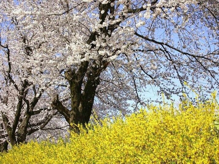Квітучі сади Японії