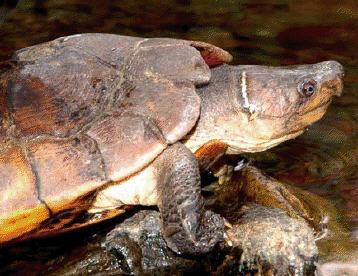 Черепахи в небезпеці