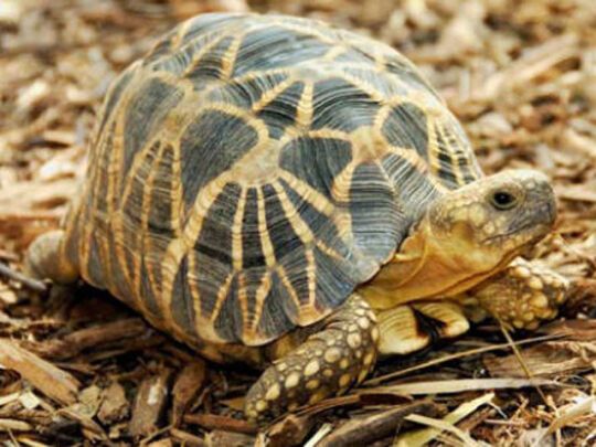 Черепахи в небезпеці