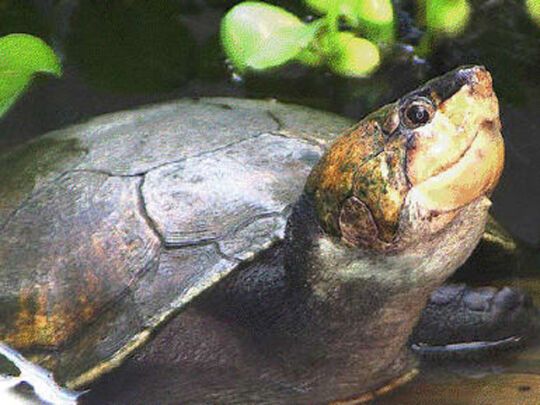 Черепахи в небезпеці