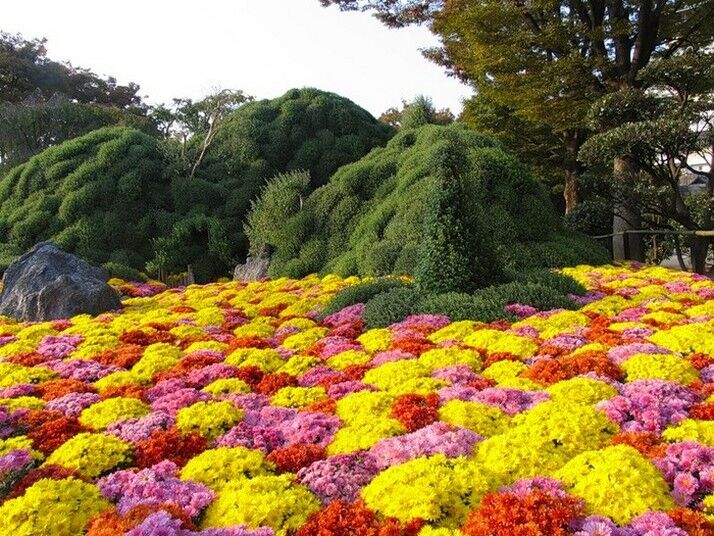 Квітучі сади Японії