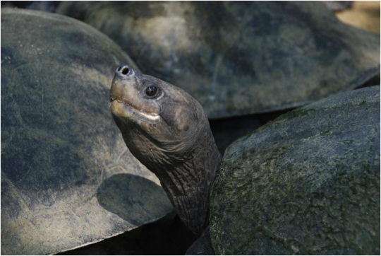 Черепахи в небезпеці