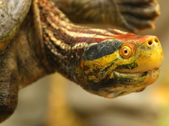 Черепахи в небезпеці