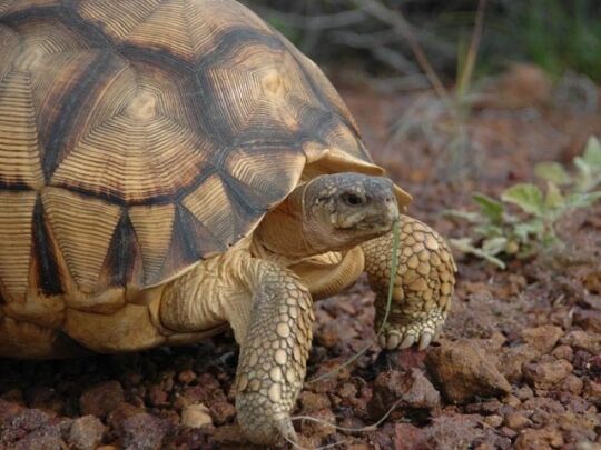 Черепахи в небезпеці