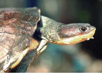 Черепахи в небезпеці