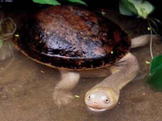 Черепахи в опасности