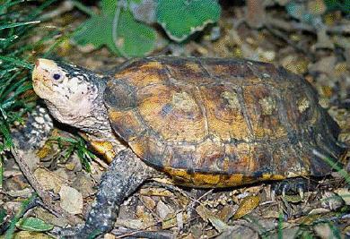 Черепахи в небезпеці