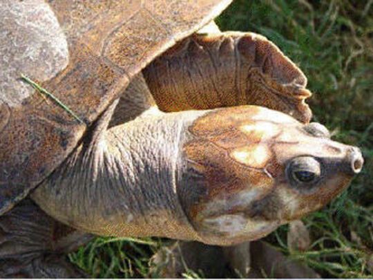 Черепахи в опасности
