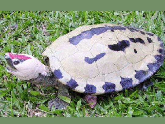 Черепахи в небезпеці