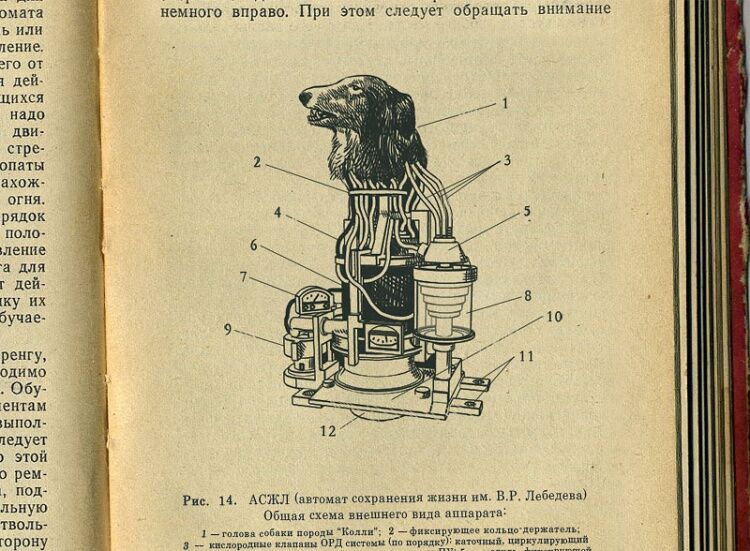 Рассекречена история создания в СССР первого в мире биоробота. Фото