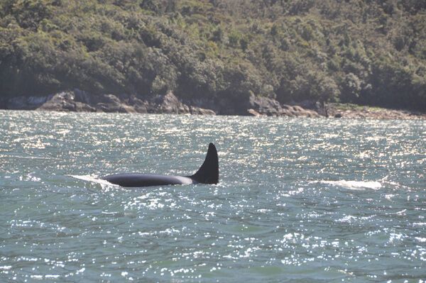 Касатки, що охороняють священну гору, не з'їли Стогнія!