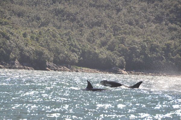 Касатки, що охороняють священну гору, не з'їли Стогнія!