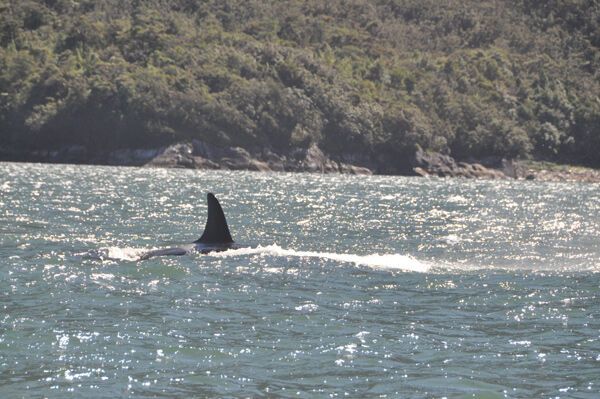 Касатки, що охороняють священну гору, не з'їли Стогнія!