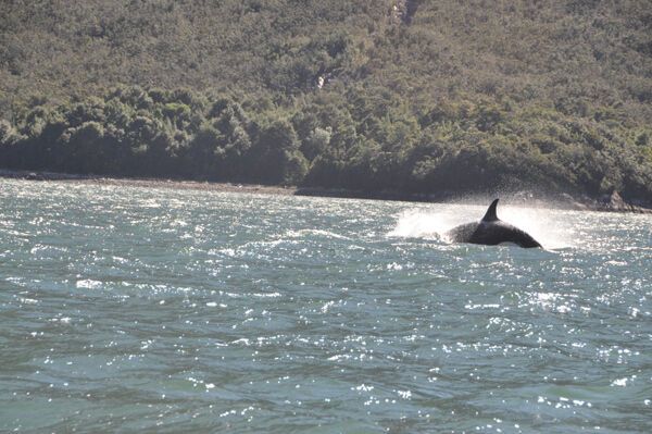 Касатки, що охороняють священну гору, не з'їли Стогнія!