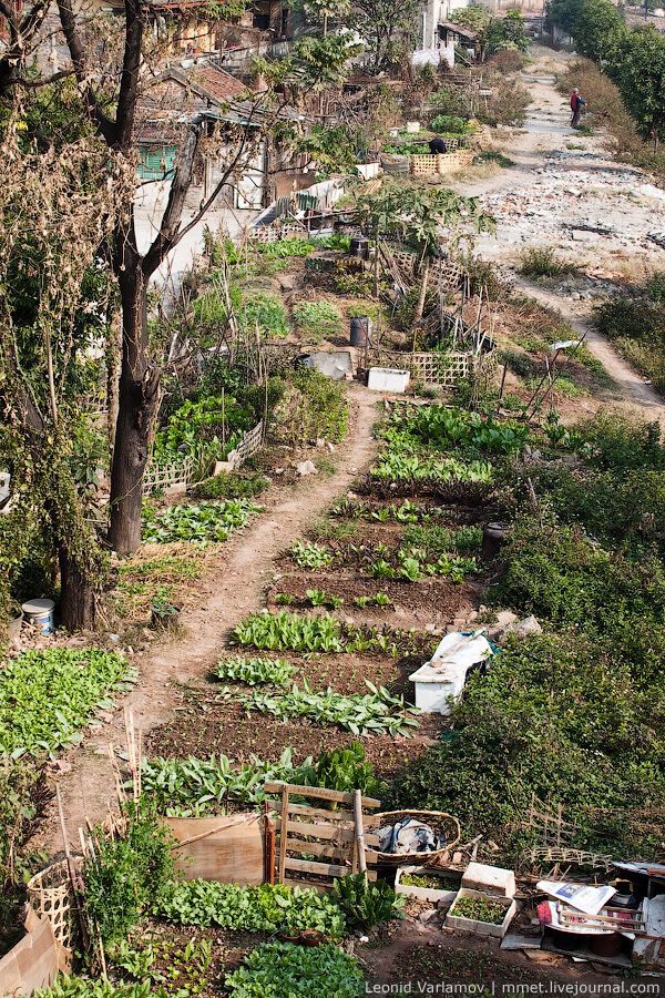 Нетрі китайського міста Гуанчжоу