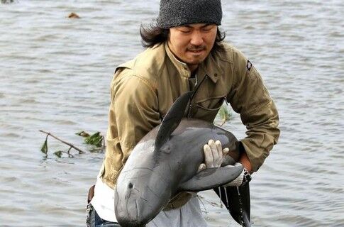 Японец спас дельфиненка, вынесенного цунами на рисовое поле 
