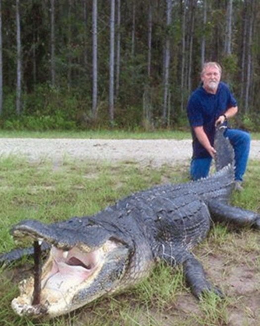 Во Флориде застрелен живой динозавр. Фото