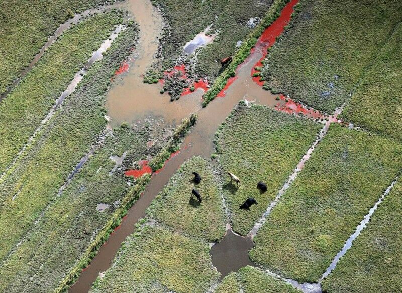 Ці цікаві тварини