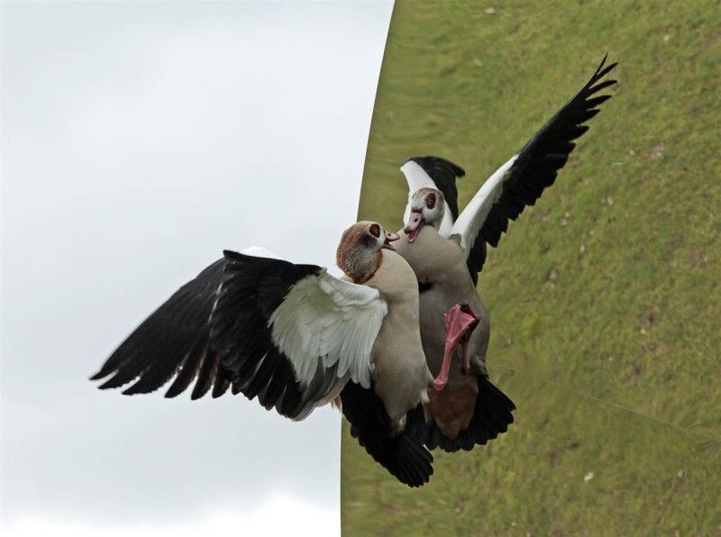 Ці цікаві тварини