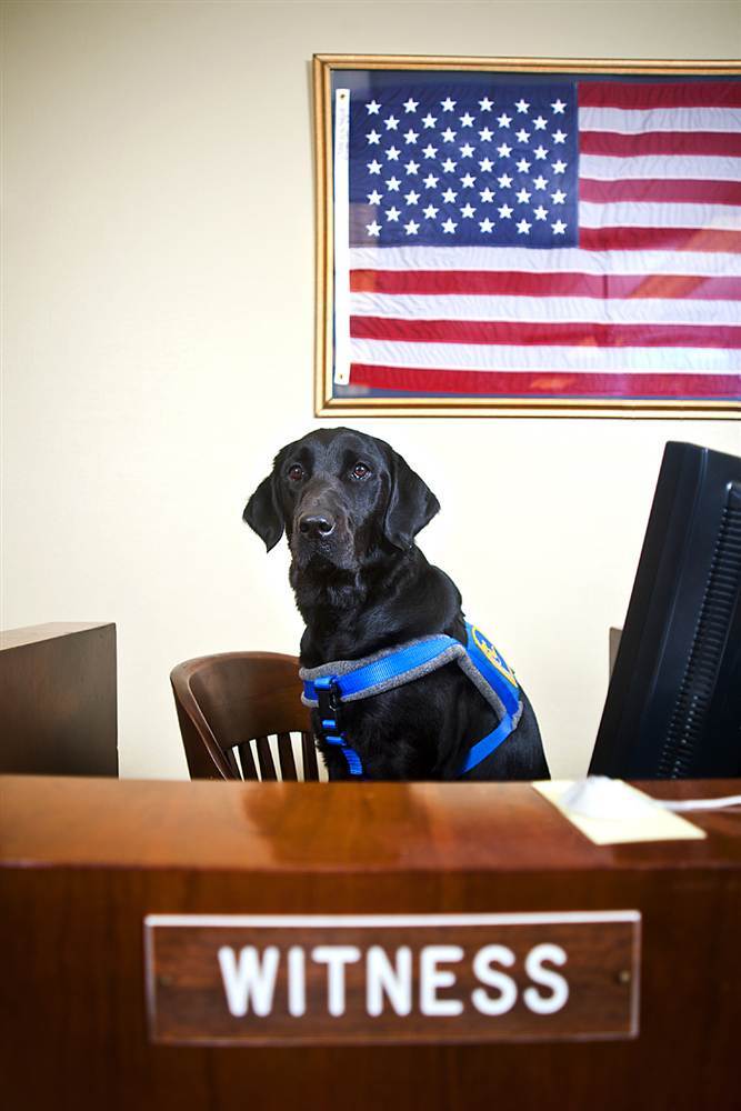 Ці цікаві тварини