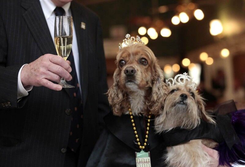 Ці цікаві тварини