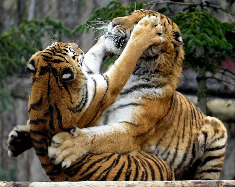 Ці цікаві тварини