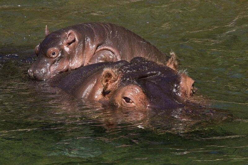 Ці цікаві тварини