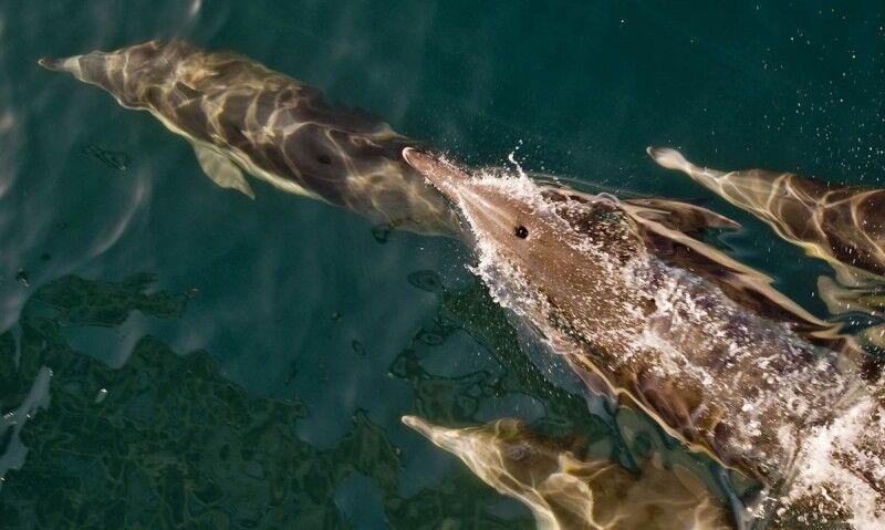 Ці цікаві тварини