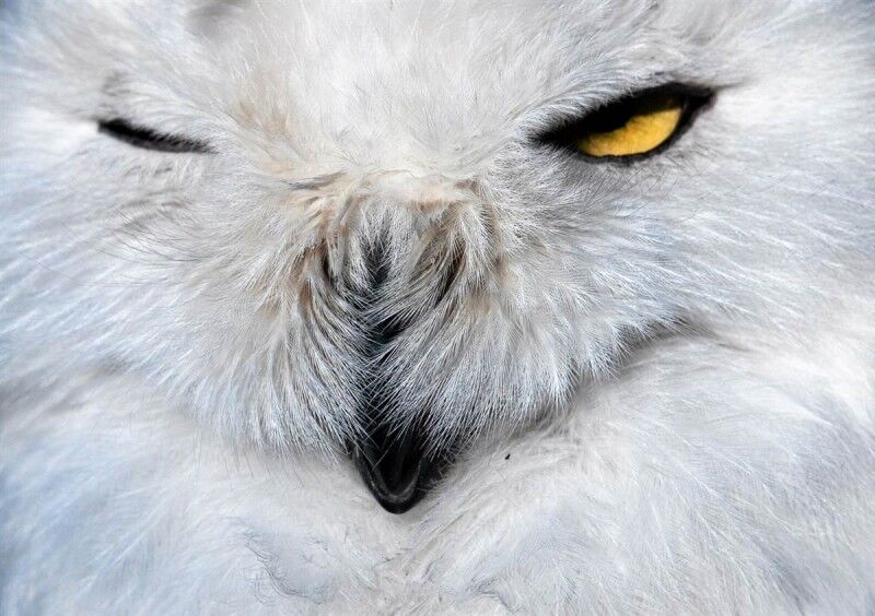 Ці цікаві тварини