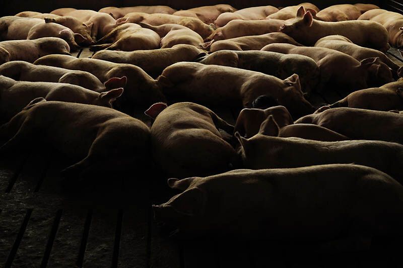 Фотопроект Миру Ким «Я свинья, значит, я существую»