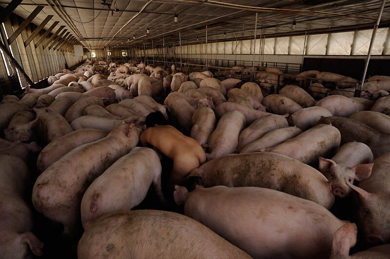 Фотопроект Миру Ким «Я свинья, значит, я существую»