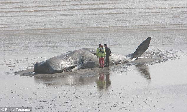 Сумний кінець морського гіганта
