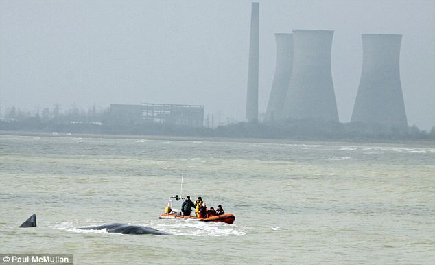 Сумний кінець морського гіганта