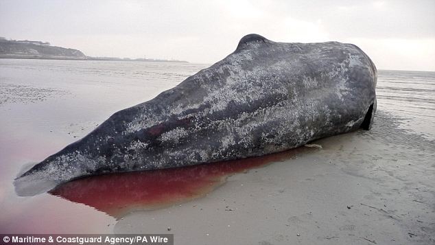 Сумний кінець морського гіганта