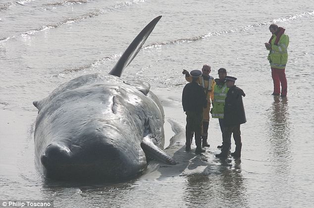 Сумний кінець морського гіганта