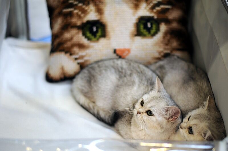 Міжнародна виставка котів "Кетсбург 2011"