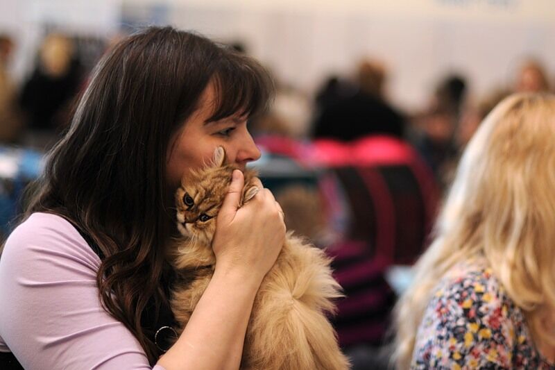 Міжнародна виставка котів "Кетсбург 2011"