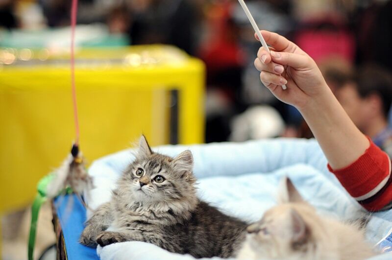 Міжнародна виставка котів "Кетсбург 2011"