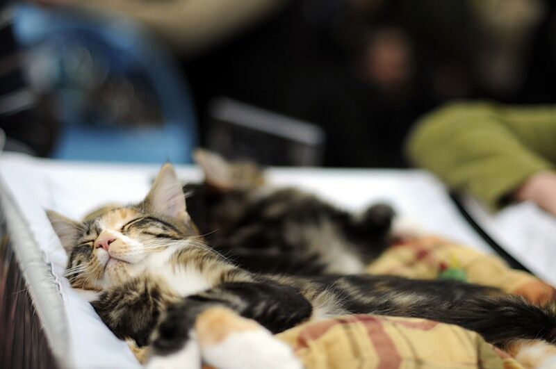 Міжнародна виставка котів "Кетсбург 2011"