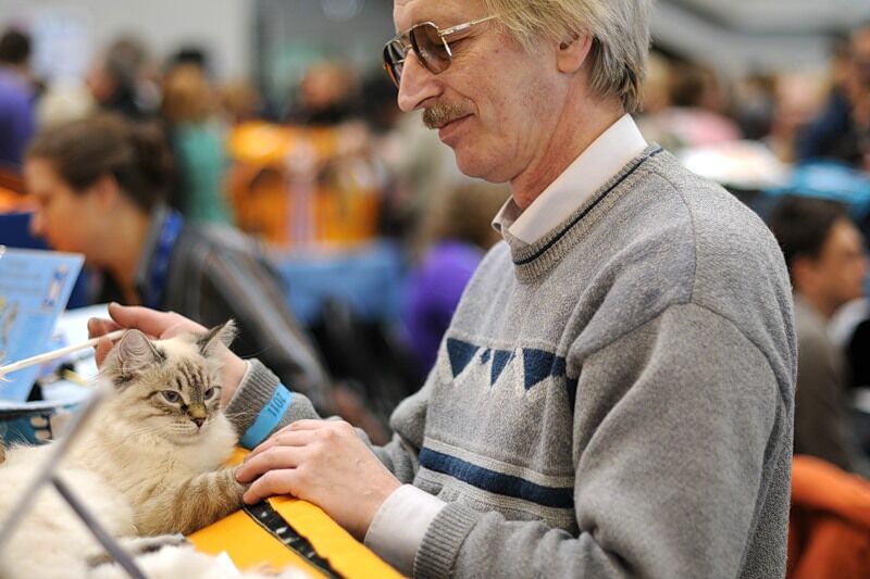 Міжнародна виставка котів "Кетсбург 2011"