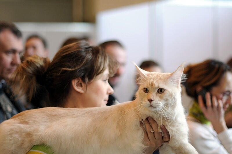 Міжнародна виставка котів "Кетсбург 2011"
