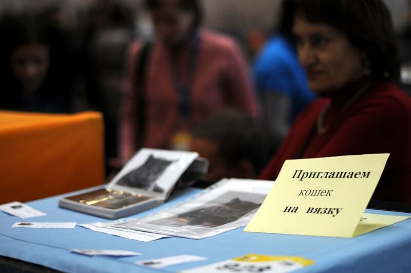 Міжнародна виставка котів "Кетсбург 2011"