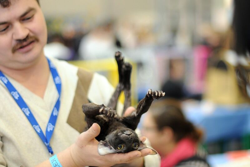 Міжнародна виставка котів "Кетсбург 2011"