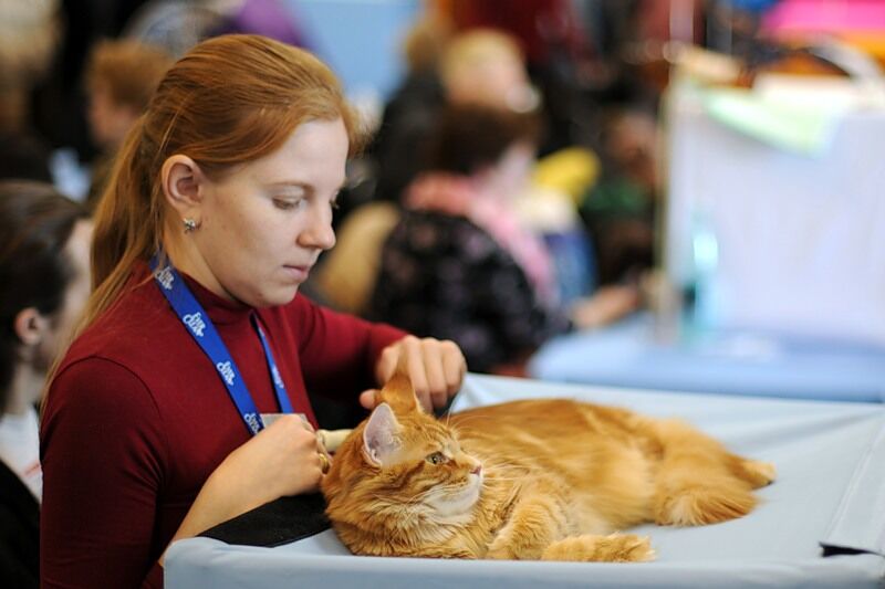 Міжнародна виставка котів "Кетсбург 2011"