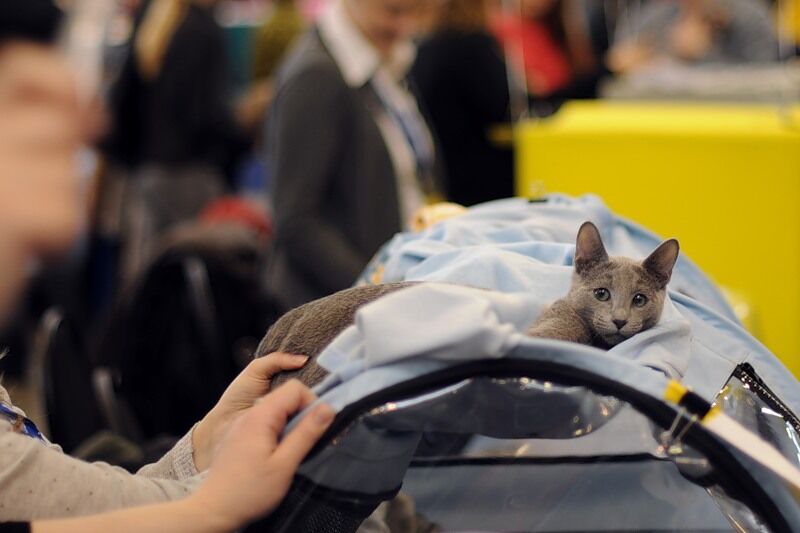 Міжнародна виставка котів "Кетсбург 2011"