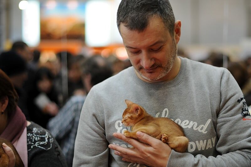 Міжнародна виставка котів "Кетсбург 2011"