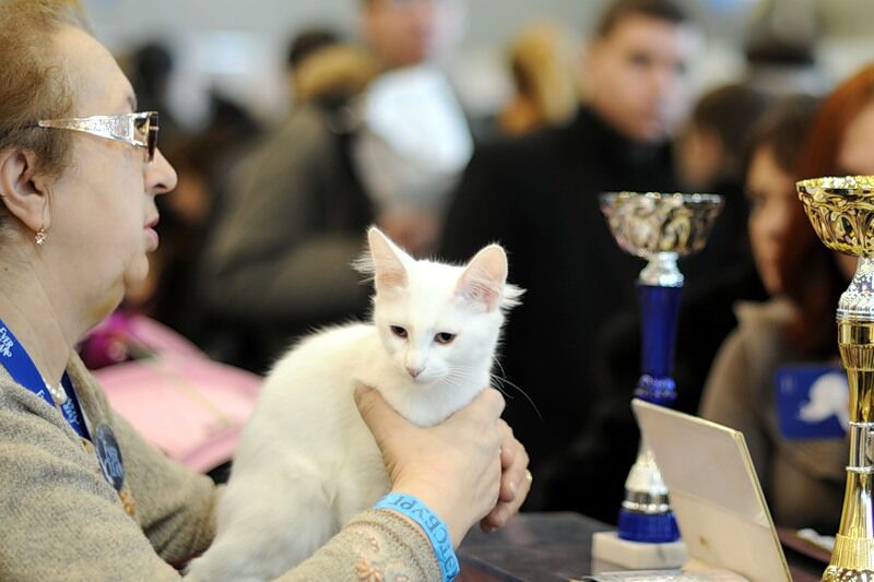Міжнародна виставка котів "Кетсбург 2011"