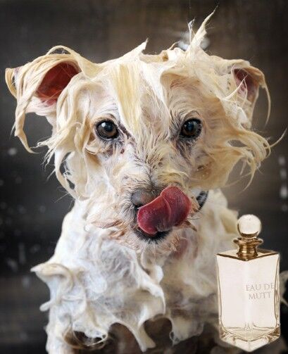 В Британии духи с запахом мокрой собаки бьют рекорды продаж. Фото
