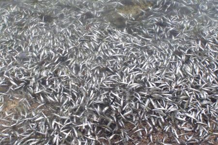 Українські берега завалені мертвою рибою. Фото
